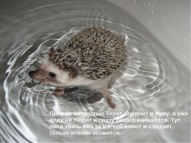 Ёжик. Презентация для дошкольников