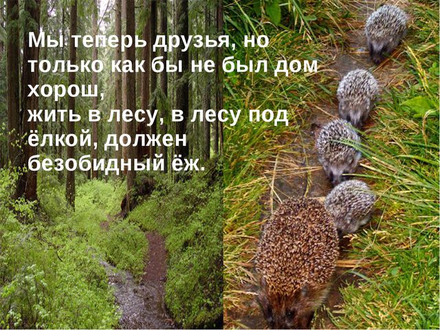 Ёжик. Презентация для дошкольников