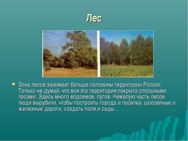 Зона лесов (дошкольное образование)