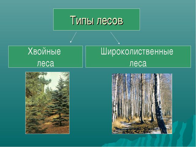 Типы лесов. Типы хвойных лесов. Типы широколиственных лесов. Хвойные леса таблица. Хвойные леса Тип климата.