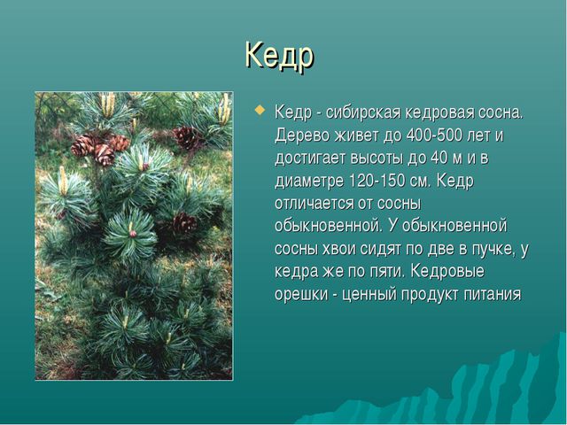 Зона лесов (дошкольное образование)