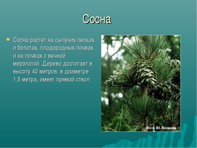 Зона лесов (дошкольное образование)