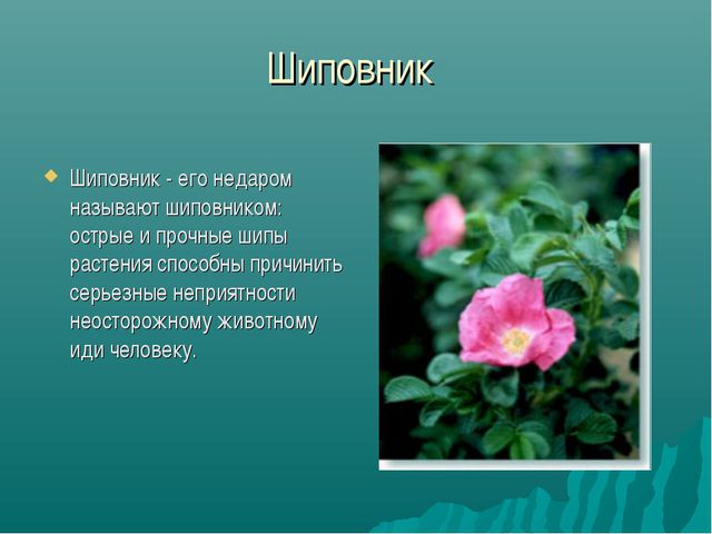 Зона лесов (дошкольное образование)