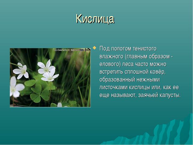 Зона лесов (дошкольное образование)