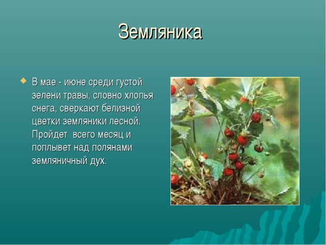 Зона лесов (дошкольное образование)