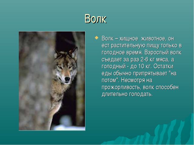 Зона лесов (дошкольное образование)