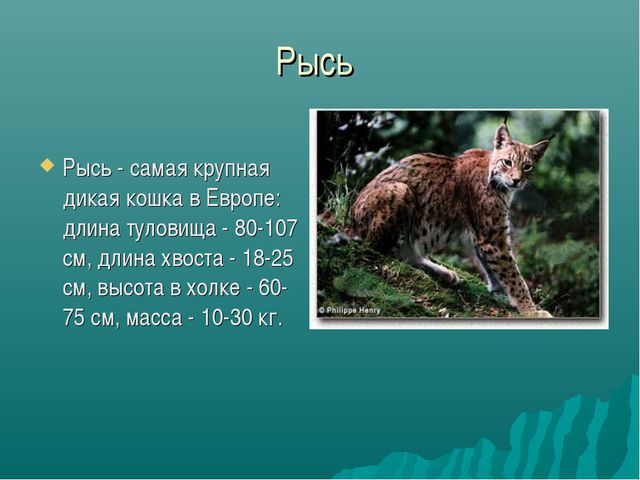 Зона лесов (дошкольное образование)