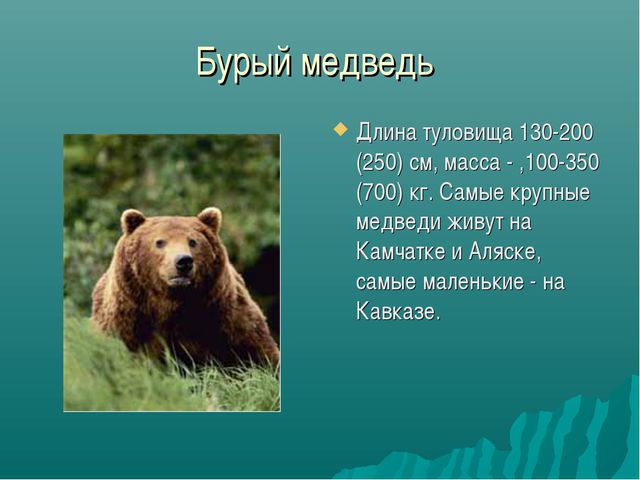 Зона лесов (дошкольное образование)