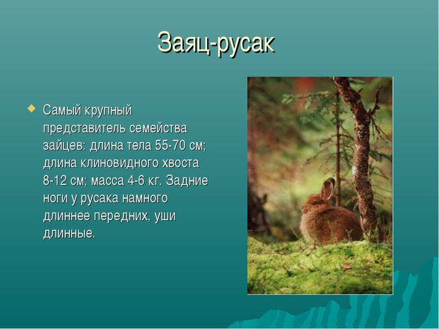 Зона лесов (дошкольное образование)