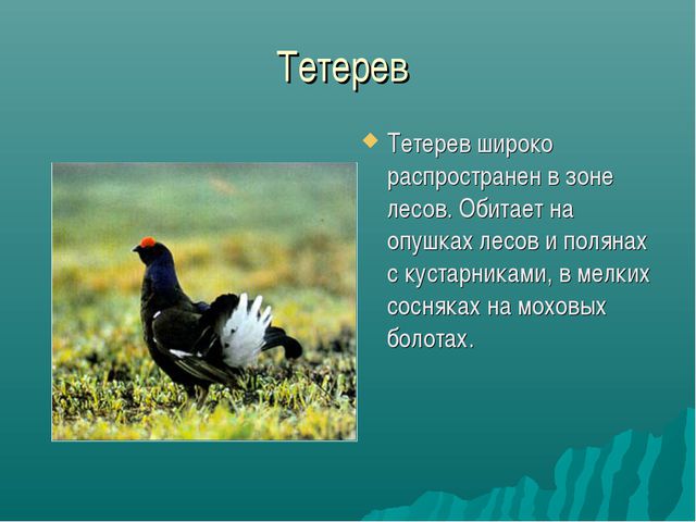 Зона лесов (дошкольное образование)