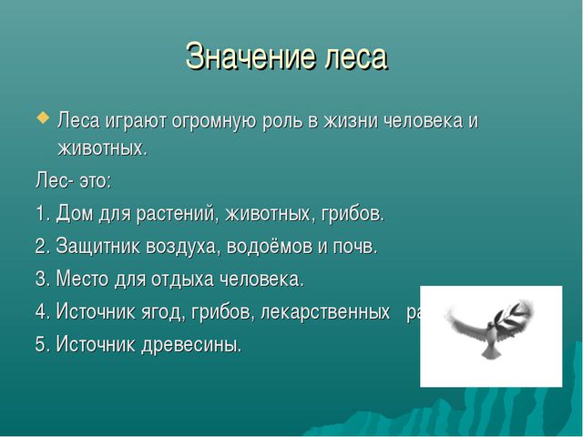 Зона лесов (дошкольное образование)