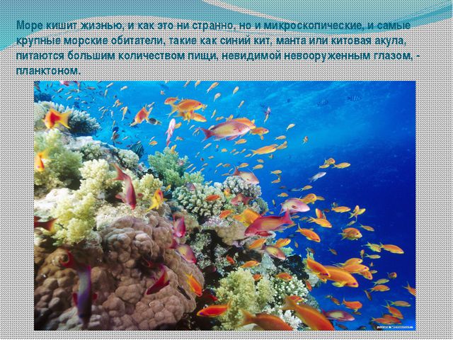 Морские обитатели (для старшего дошкольного возраста) презентация