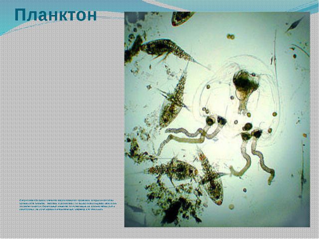 Морские обитатели (для старшего дошкольного возраста) презентация