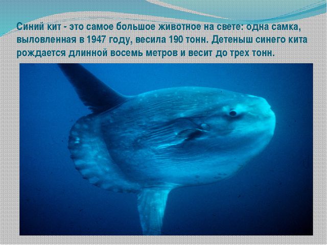 Морские обитатели (для старшего дошкольного возраста) презентация