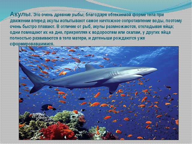 Морские обитатели (для старшего дошкольного возраста) презентация