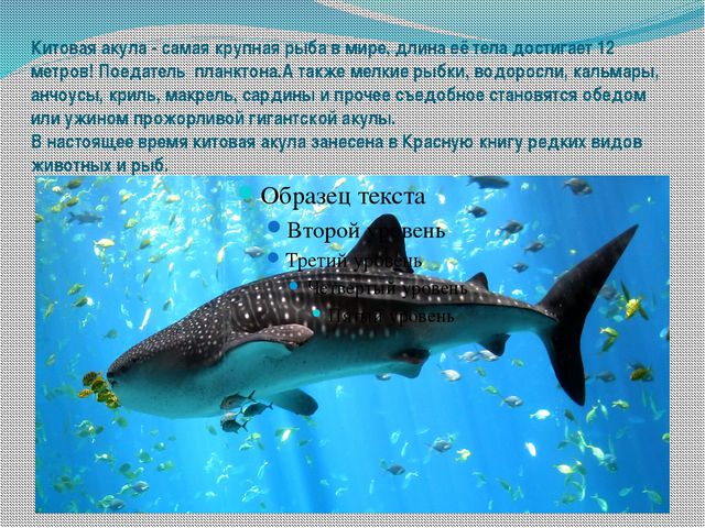 Морские обитатели (для старшего дошкольного возраста) презентация