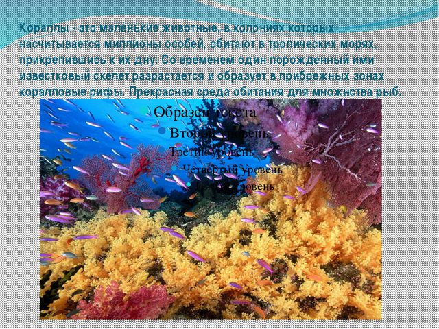 Морские обитатели (для старшего дошкольного возраста) презентация