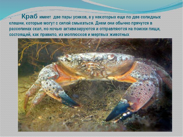 Морские обитатели (для старшего дошкольного возраста) презентация