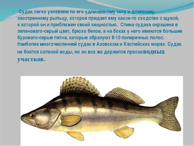 Морские обитатели (для старшего дошкольного возраста) презентация