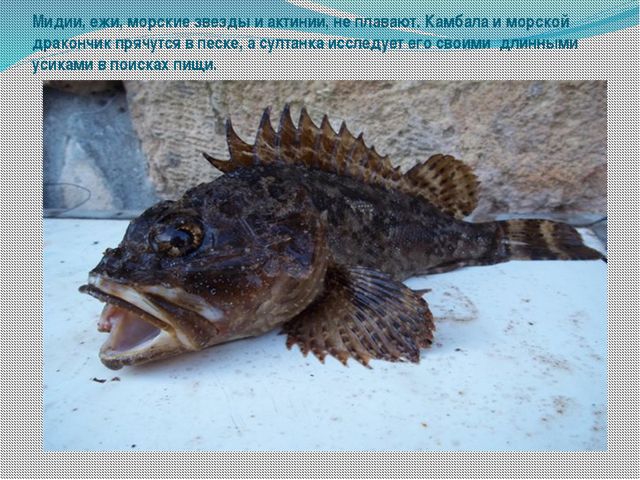 Морские обитатели (для старшего дошкольного возраста) презентация