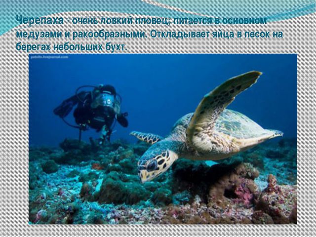 Морские обитатели (для старшего дошкольного возраста) презентация