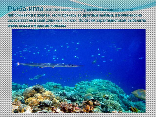 Морские обитатели (для старшего дошкольного возраста) презентация