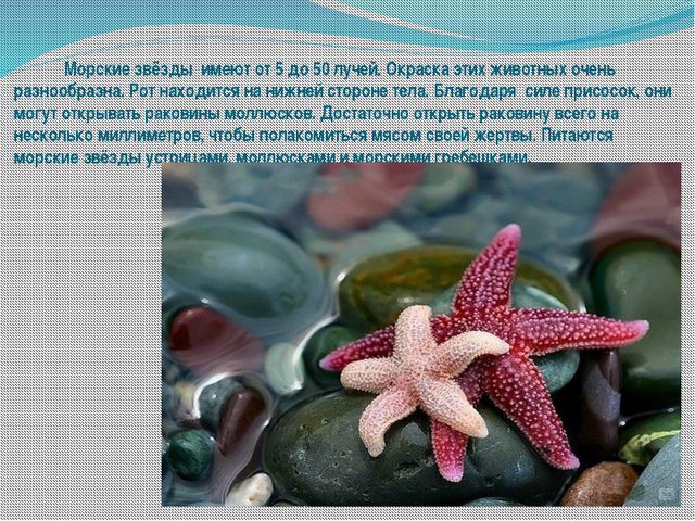 Морские обитатели (для старшего дошкольного возраста) презентация