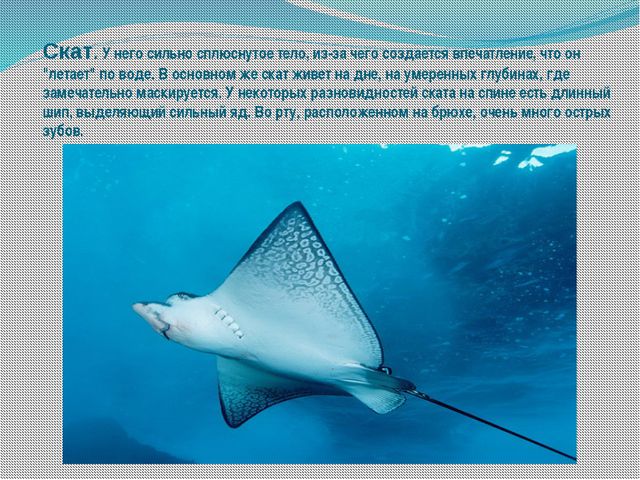 Морские обитатели (для старшего дошкольного возраста) презентация
