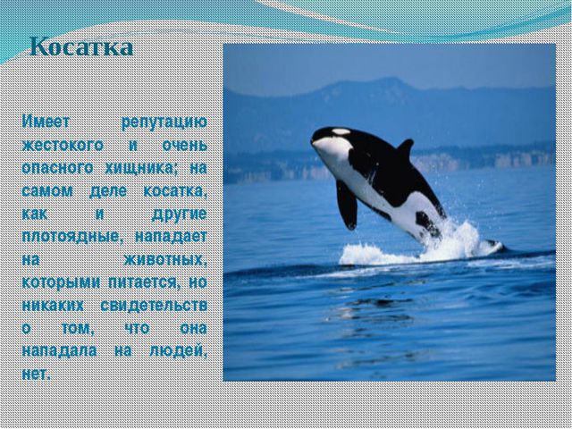 Морские обитатели (для старшего дошкольного возраста) презентация