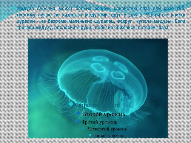 Морские обитатели (для старшего дошкольного возраста) презентация