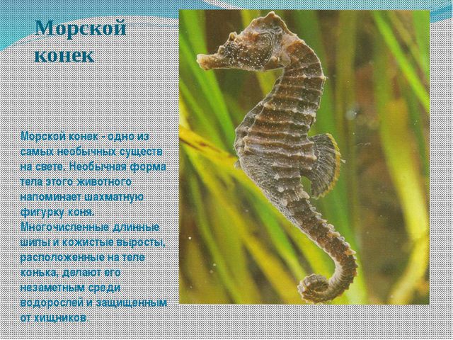 Морские обитатели (для старшего дошкольного возраста) презентация