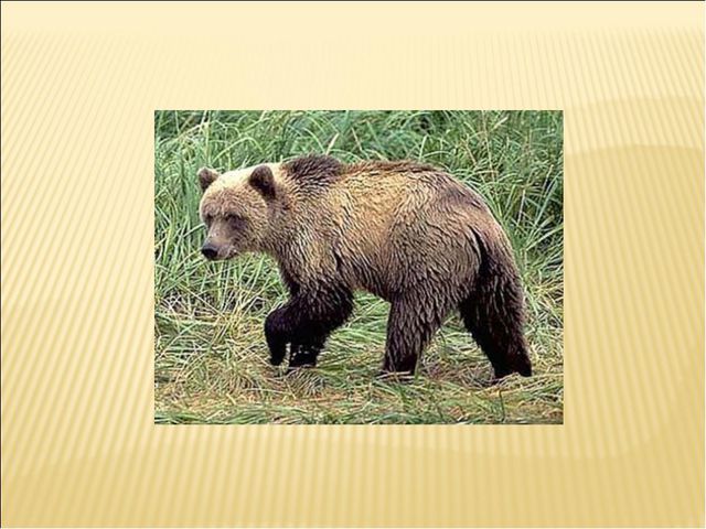 Удивительный мир природы. Презентация для дошкольников