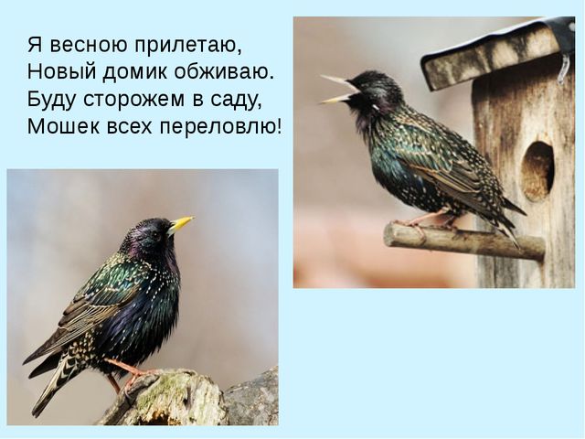 Презентация для подготовительной группы. Весна идёт, весне - дорогу!
