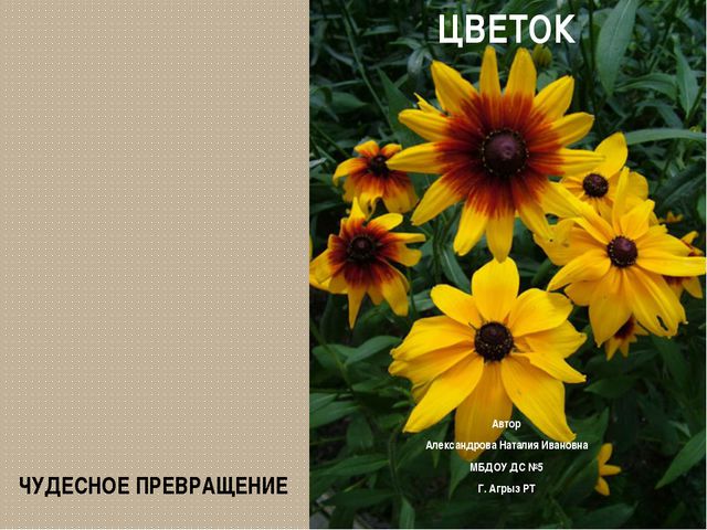 Развитие цветка. Презентация для детей дошкольного возраста