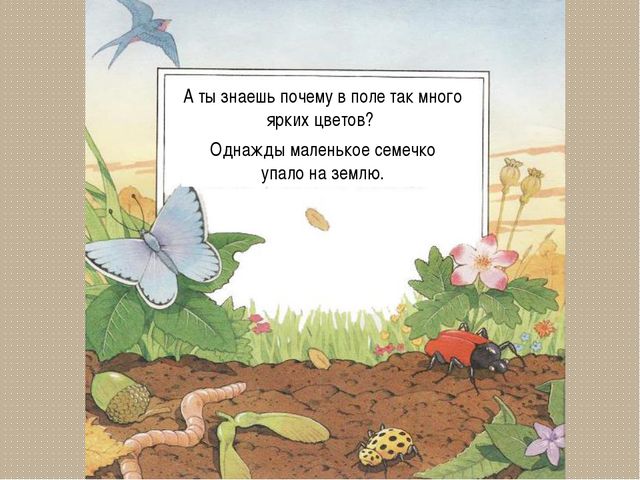 Развитие цветка. Презентация для детей дошкольного возраста