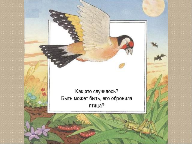 Развитие цветка. Презентация для детей дошкольного возраста