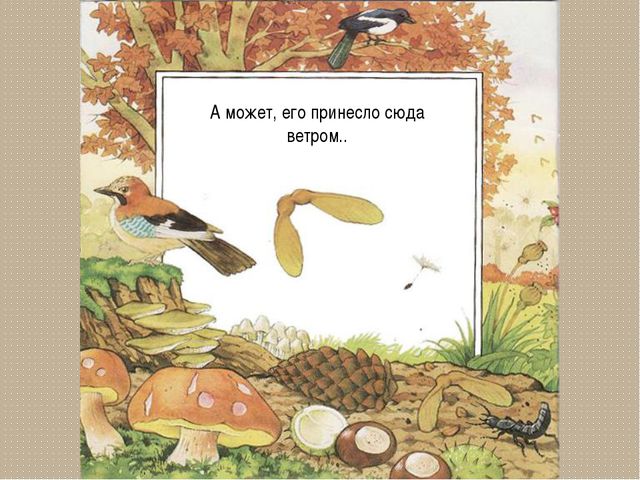 Развитие цветка. Презентация для детей дошкольного возраста