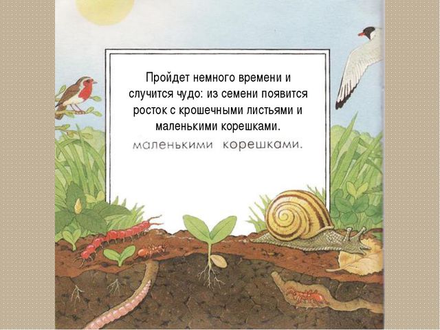 Развитие цветка. Презентация для детей дошкольного возраста