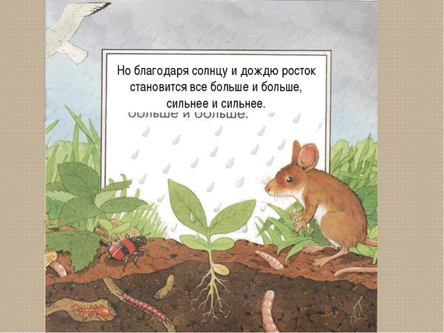 Развитие цветка. Презентация для детей дошкольного возраста