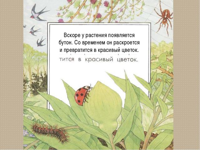 Развитие цветка. Презентация для детей дошкольного возраста