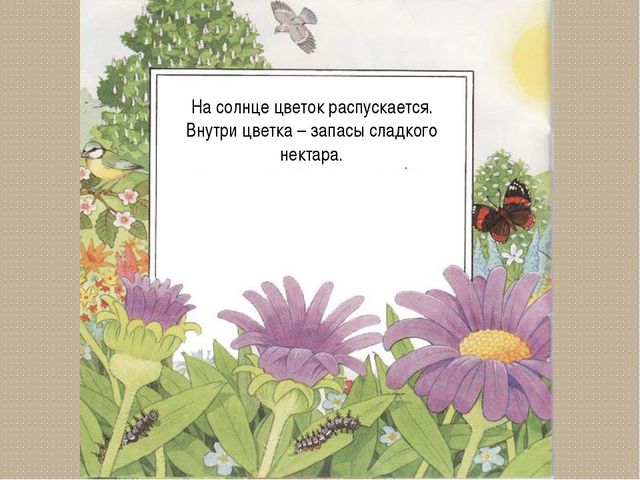 Развитие цветка. Презентация для детей дошкольного возраста