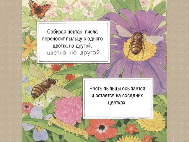 Развитие цветка. Презентация для детей дошкольного возраста