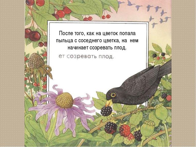 Развитие цветка. Презентация для детей дошкольного возраста