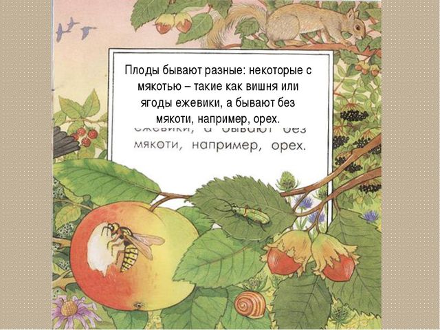 Развитие цветка. Презентация для детей дошкольного возраста
