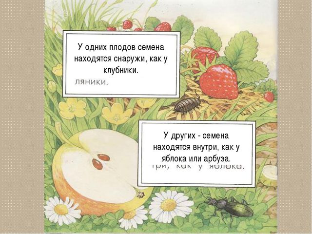 Развитие цветка. Презентация для детей дошкольного возраста