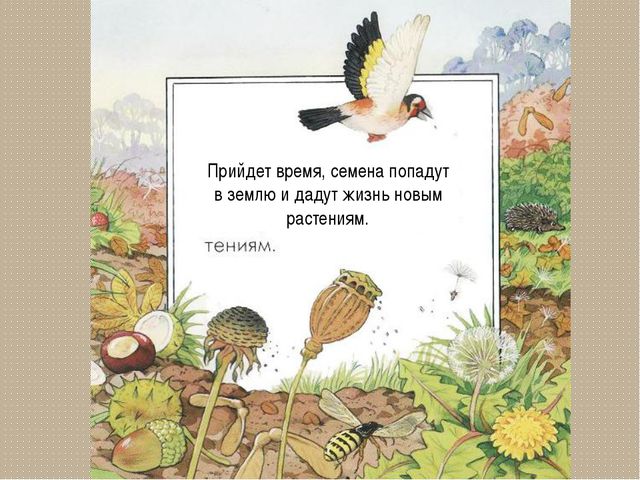 Развитие цветка. Презентация для детей дошкольного возраста