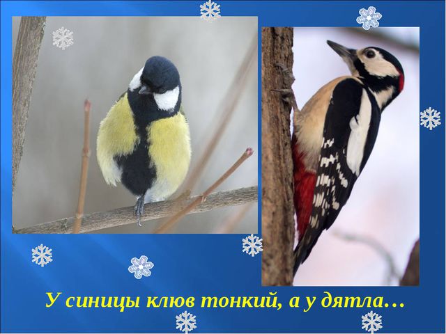 Зимующие птицы. Презентация к познавательной викторине
