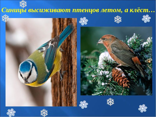 Зимующие птицы. Презентация к познавательной викторине