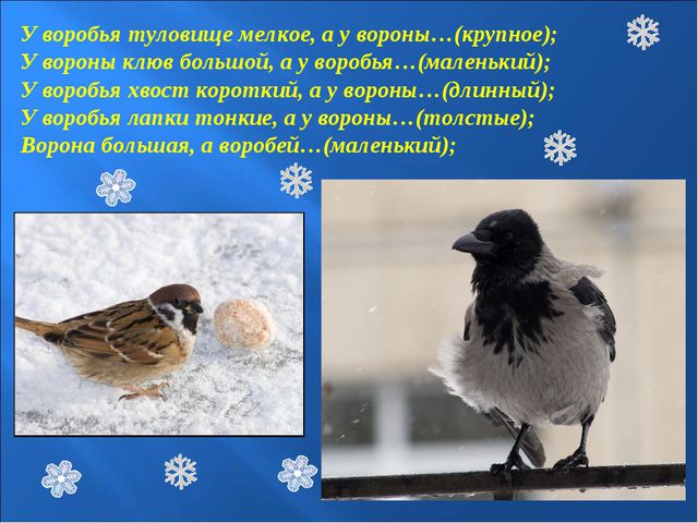 Зимующие птицы. Презентация к познавательной викторине