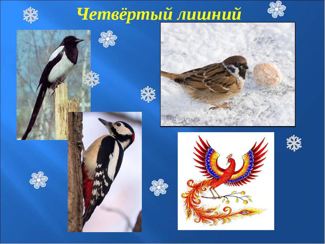Зимующие птицы. Презентация к познавательной викторине